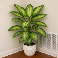 Artificial Dieffenbachia Plant