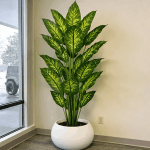 Dieffenbachia