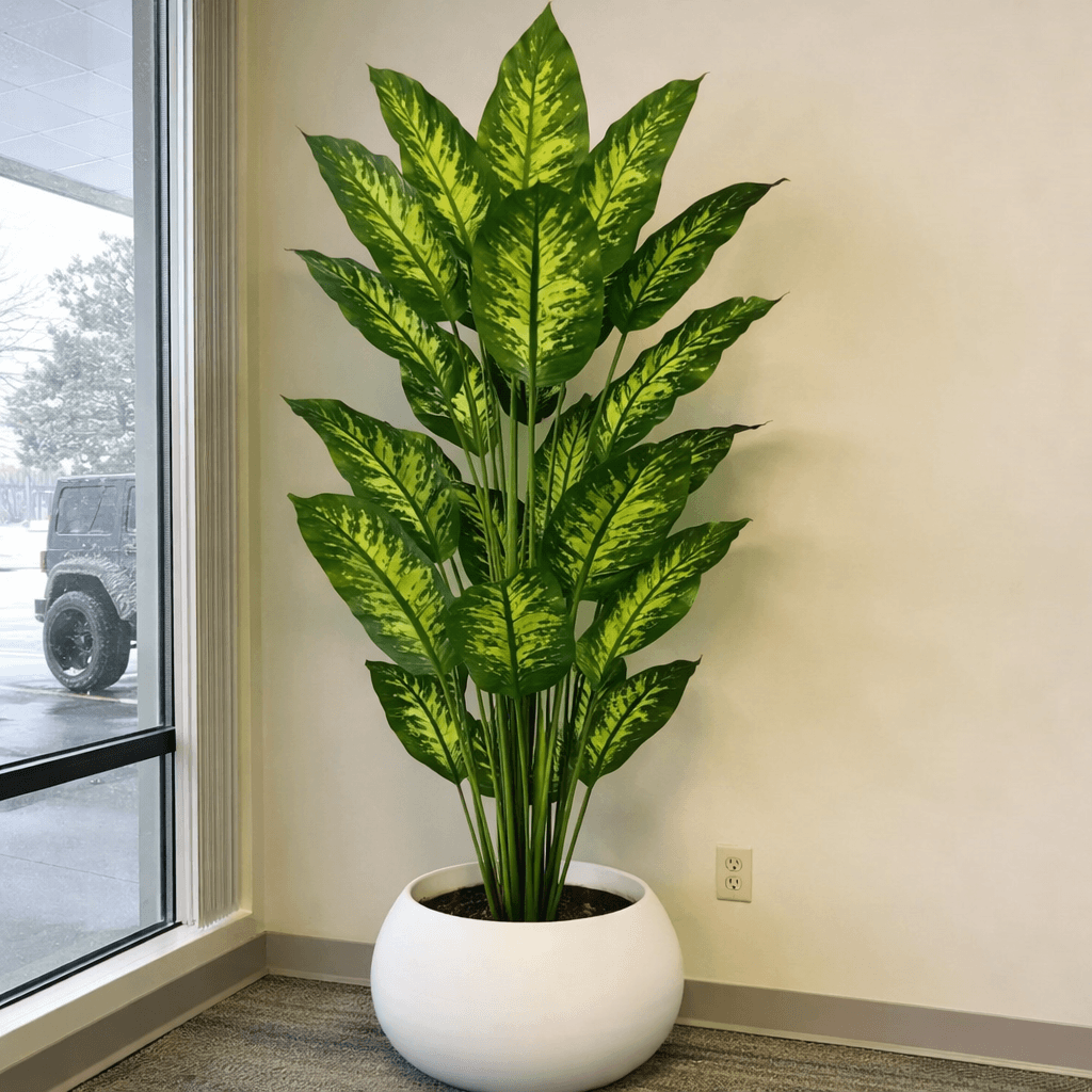 Dieffenbachia