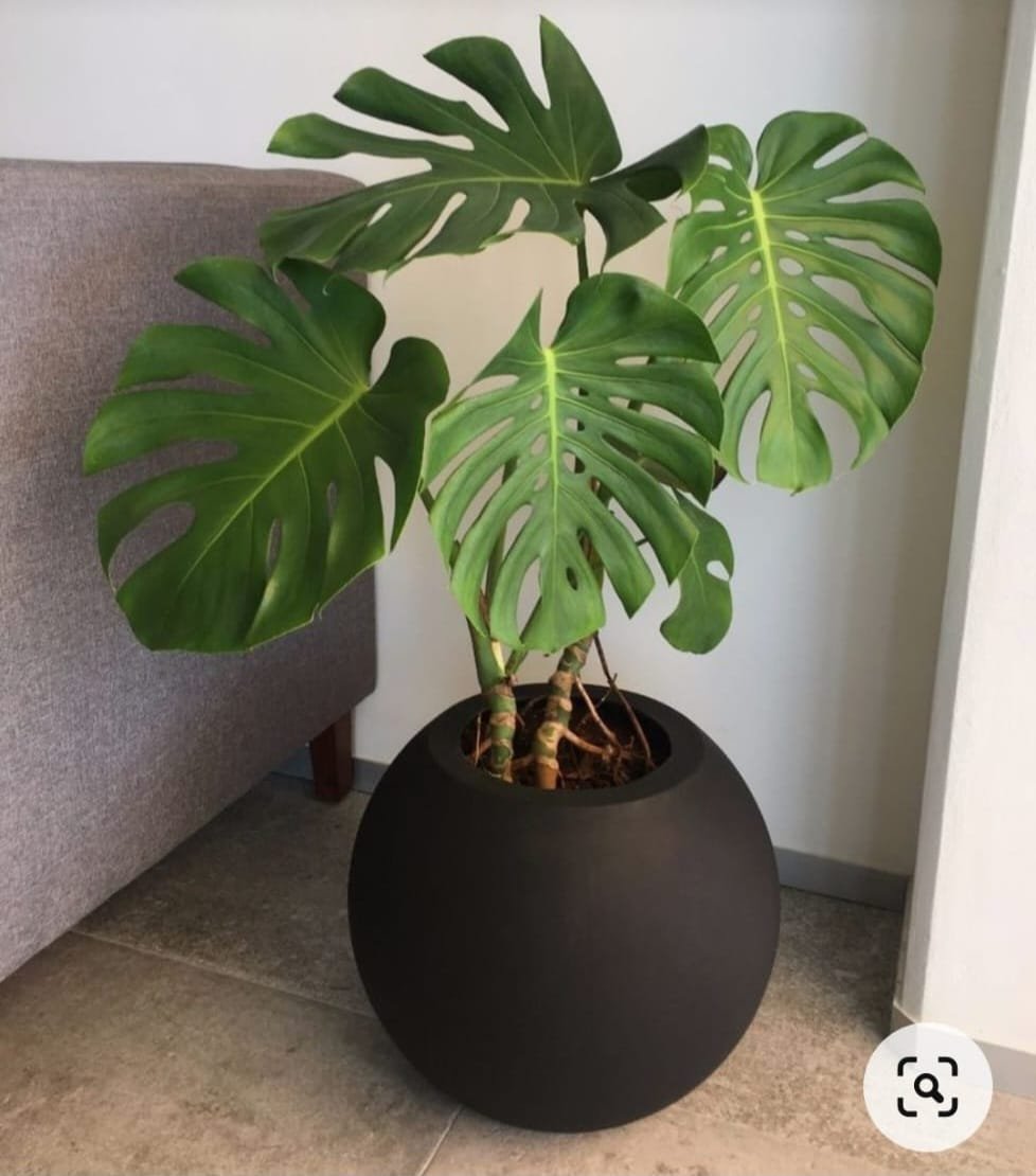 Monstera Deliciosa Indoor Plant