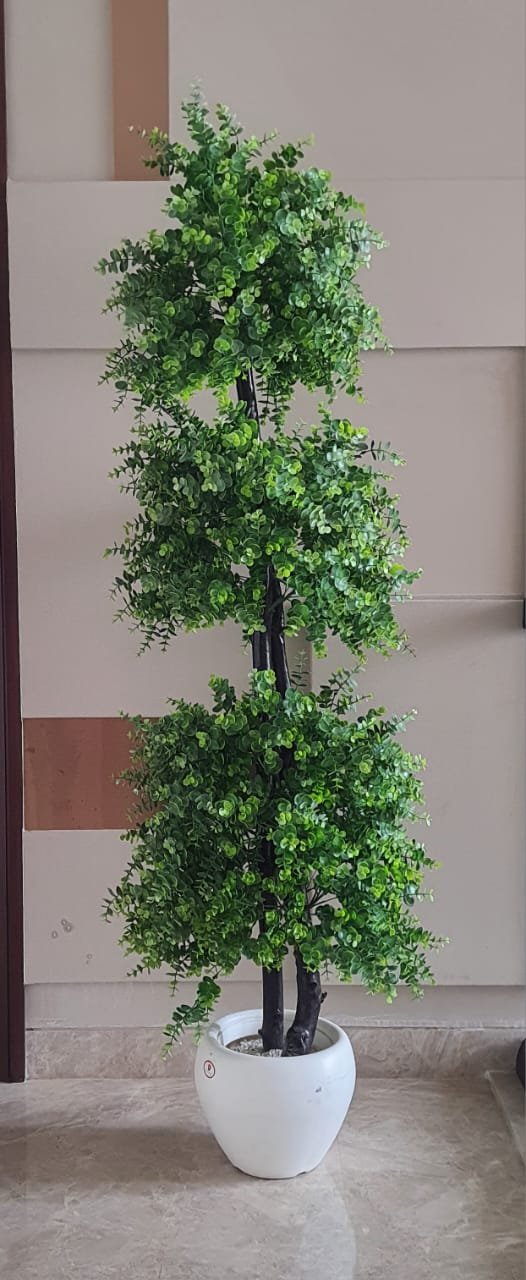 Triple Cluster Indoor Plant