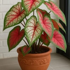 Artificial Caladium Plant
